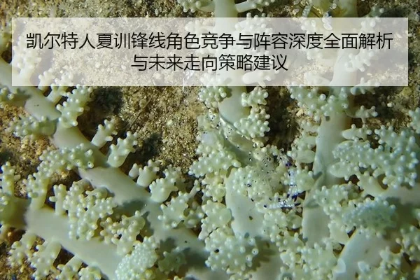 凯尔特人夏训锋线角色竞争与阵容深度全面解析与未来走向策略建议